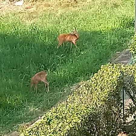 Cortile Di Natalia Canzo