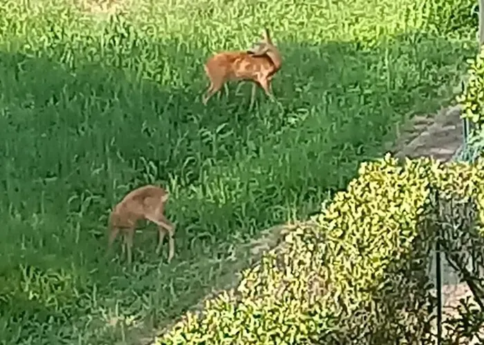 Cortile Di Natalia Canzo